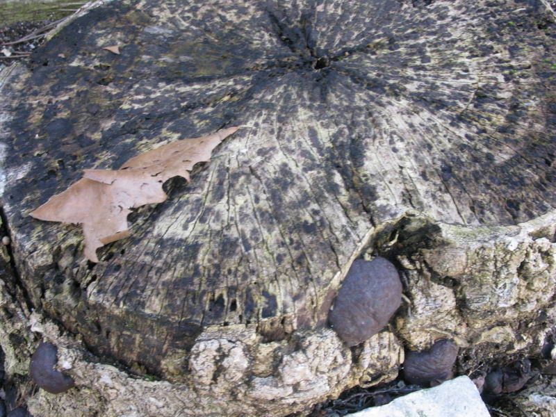 Daldinia concentrica in Umbria a Terni